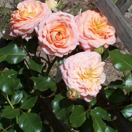 Rožu stādi – Stādaudzētava 