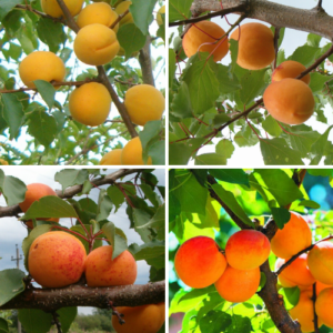 Ģimenes koki - aprikozes