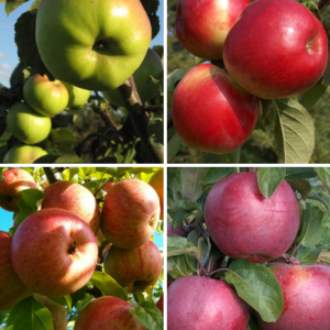 Ģimenes koki - Samazināta auguma ābeles