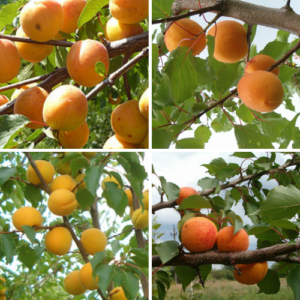 Ģimenes koki - aprikozes