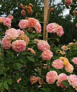 Alkimikis_roze