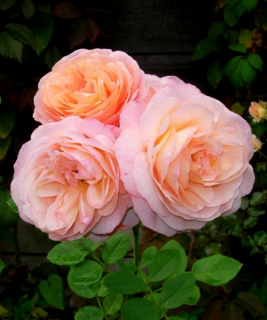 Charles_Austin_roze