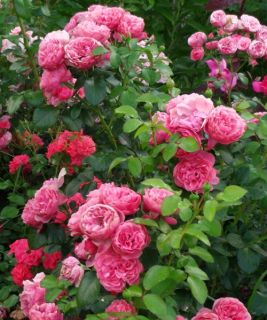 Leonardo_da_Vinci_roze