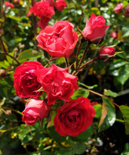 Mary_roze (2)