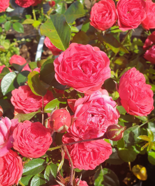 Mary_roze Mary_roze