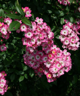 Mocart_roze