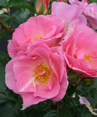 PinkRobusta.png PinkRobusta.png