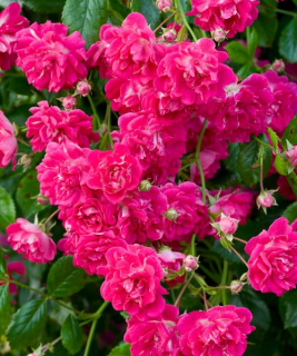 Super_Excelsa_roze